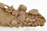Miniature Fossil Cluster (Ammonites, Brachiopods) - France #219969-2